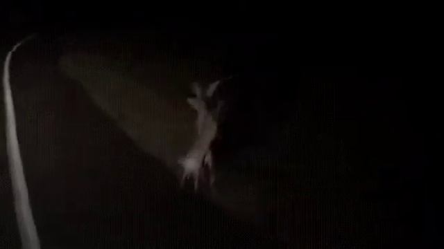 Зайцы дерутся). смотреть онлайн
