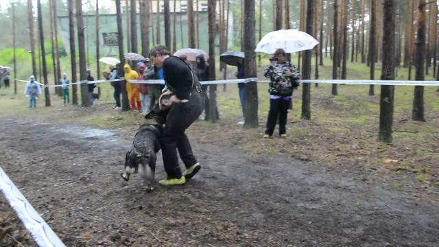 Монопородная выставка ВЕО 2015 Нижний Новгород смотреть онлайн