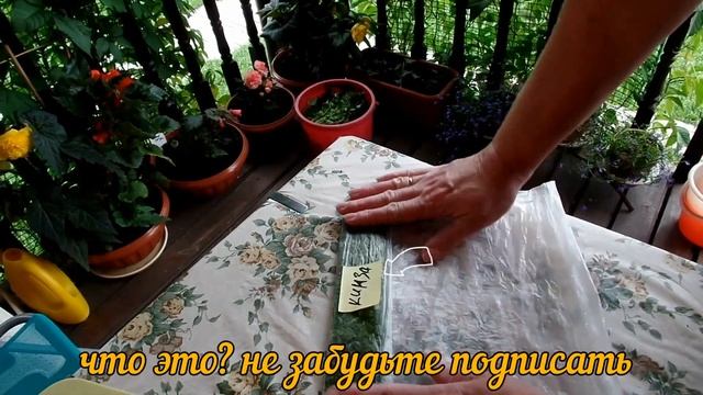 Как я замораживаю зелень (укроп, петрушку, щавель,…) (How I freeze greens (dill,pertushka,…)) смотреть онлайн