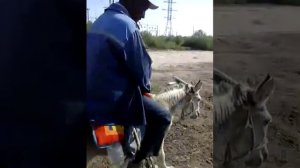 Кайрат Нуртас 2016