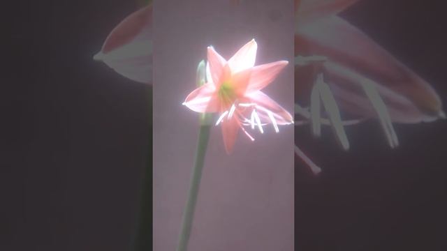 Amaryllis Belladonna смотреть онлайн
