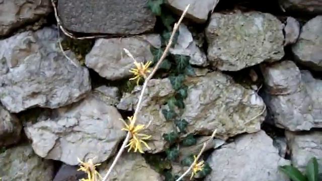 Гамамелис( Hamamélis) смотреть онлайн