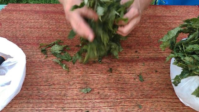 Растение Таволга | Как сделать русский травяной чай смотреть онлайн