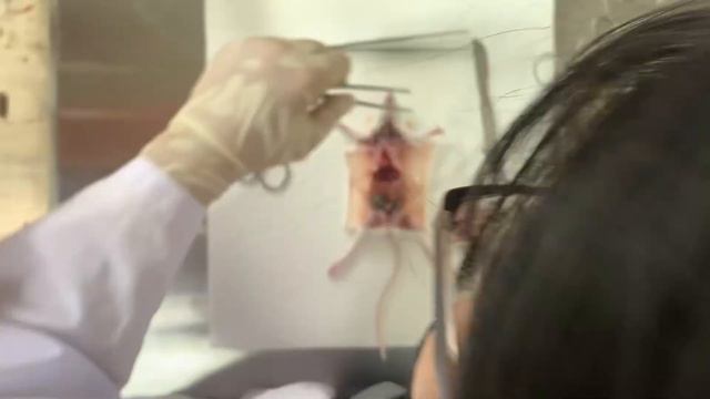 Rat Cervical Dislocation and Dissection (Densing & Gentapa) смотреть онлайн