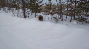 Тибетский мастиф ,почти 4месяца ,на прогулке