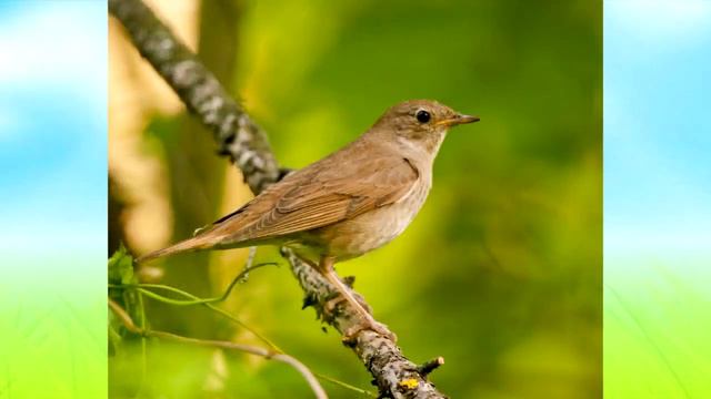 Точка экологической тропы "Птичий район" смотреть онлайн
