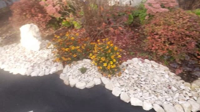 Хвойные растения радуют своей красотой. смотреть онлайн