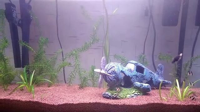 У моей семьи появился оквариум. Там живут :Барбусы, рыбки Лабио и чёрные Меченосцы смотреть онлайн