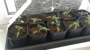 Наша рассада 28 марта