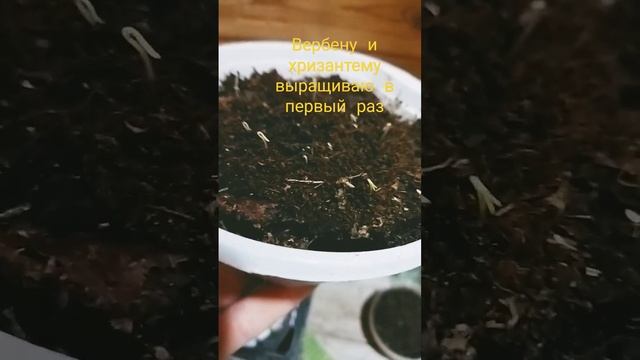 Всходы на 6 день, радуюсь как ребенок! #дача #flowerplant #огород #plant #flowergarden #flower смотреть онлайн