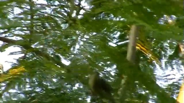 Бюльбюль Бленфорда. Streak-eared Bulbull. Pycnonotus blanfordi смотреть онлайн