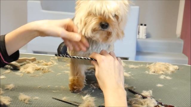 Grooming Guide - Full Grooming Yorkshire Terier #44