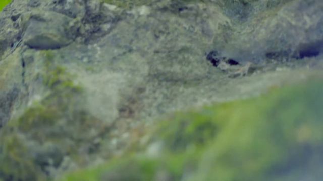 Заповедник «Стрижамент» 00009 смотреть онлайн