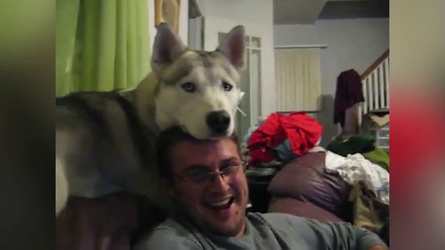 Смешные животные (2) смотреть онлайн