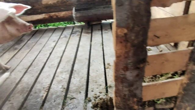 КУЛЕМА ТВОРИТ ДЕЛА,ПРИРУЧАЮ АФЧАРКУ смотреть онлайн