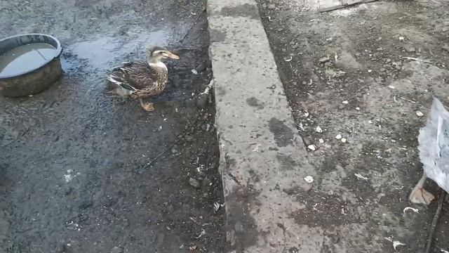 Выпускаем молодых курочек в общий курятник и хохлатых уток в утятник смотреть онлайн