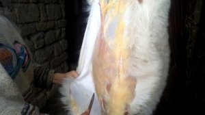 Как разделать козу( часть2)