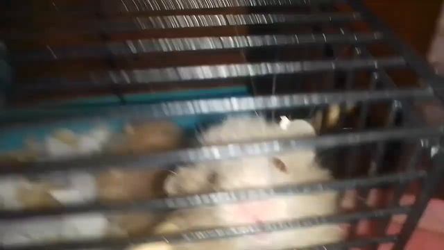 ||КАК ОПРЕДЕЛИТЬ ПОЛ У СИРИЙСКИХ ХОМЯКОВ? /видео про хомяков смотреть онлайн