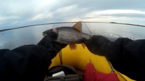 Великая Весенняя Плотва.  Необузданный и беспощадный клёв гигантской плотвы.