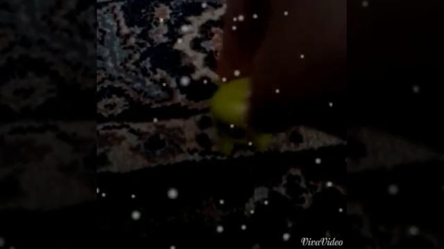 LPS : Garden Adventure-(Fan Video) смотреть онлайн