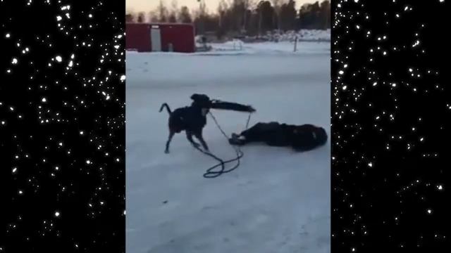 Привет, Зима ! смотреть онлайн