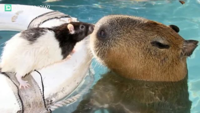 Why Do Animals Like Capybaras So Much? смотреть онлайн