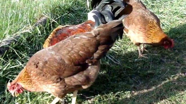 My Welsummers and Rooster смотреть онлайн