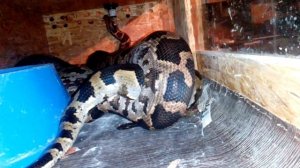 Змеиный секас!!!! Спаривание тигровых питонов.