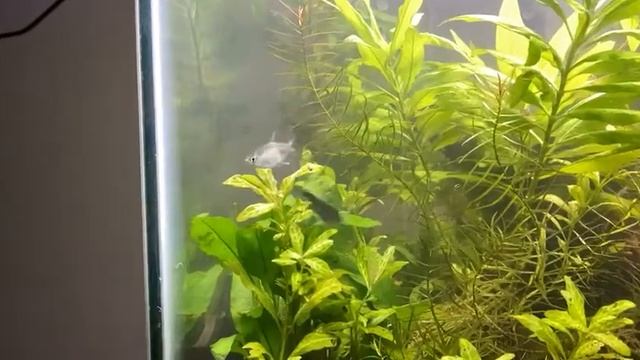 Hyphessobrycon negodagua spawning смотреть онлайн