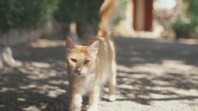 Campanet - Living In Mallorca
