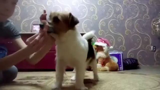 Тимка выполняет команды и трюки смотреть онлайн