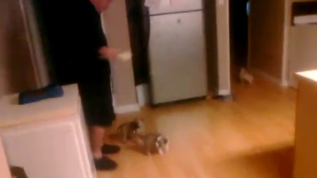 Жестокое нападение стаи собак смотреть онлайн