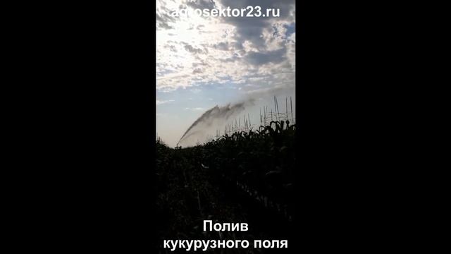 Полив кукурузы ДДН-70 (аналог). Поливал в сезон с 4ч утра до 18ч вечера. За смену поливали 8 га! смотреть онлайн