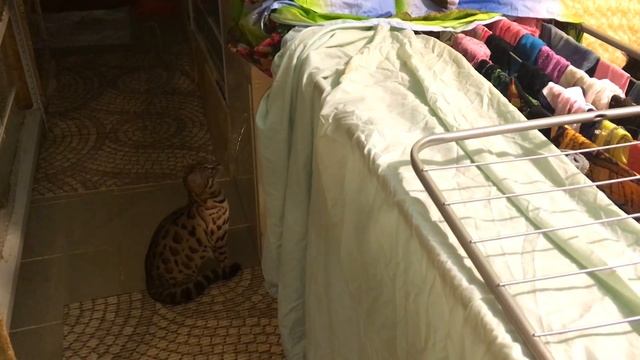 Бенгальский кот Гуси нападает на мейн-куна Куни смотреть онлайн
