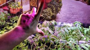 Пересажен базилик. Томат хорошо набрал стебель. Яркость ламп.