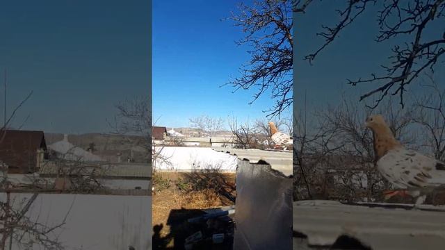 Голуби К М В смотреть онлайн