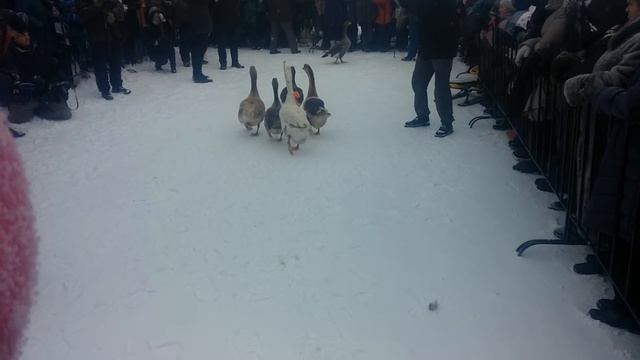 Панинский Гусь 2017. Воронежская обл  Панино. Гусиные бои.