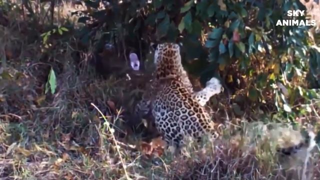 Mother Leopard Attack Giant Python To Protect Cub - Leopard vs Snake Python | Wild Animals Fights смотреть онлайн