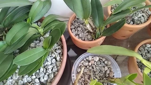 MARIA TEM DIFERENÇA QUANDO AS ORQUÍDEAS PLANTADAS NA PEDRA BRITA FICA NA RUA 🤔🤷🙏🥰😘... смотреть онлайн