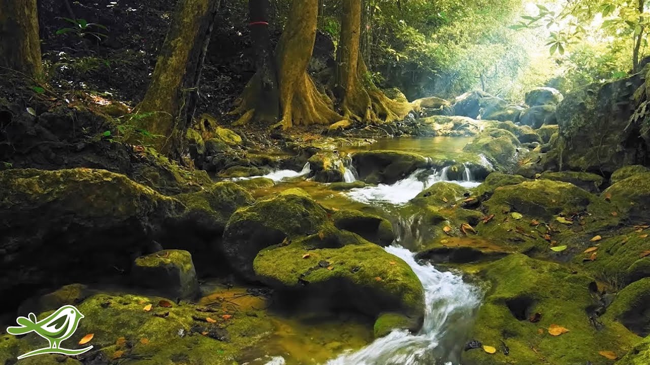 Relaxing Music смотреть онлайн