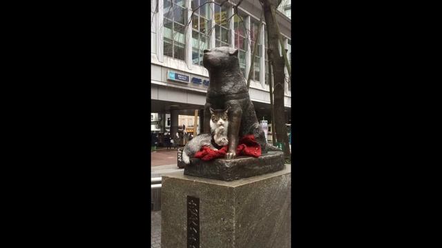 По следам Хатико смотреть онлайн