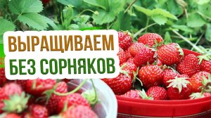 Особенности ухода и выращивания земляники. Технология выращивания земляники