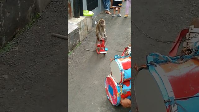 Topeng monyet lucu смотреть онлайн
