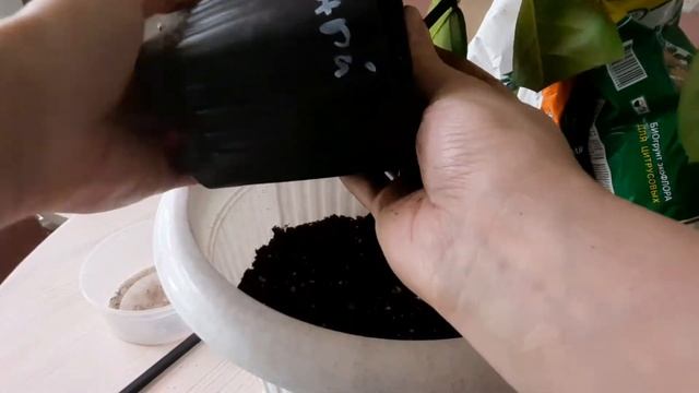 Пересадка саженца лимона смотреть онлайн