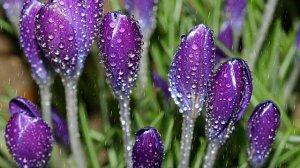 Футаж. Цветы под дождём 20