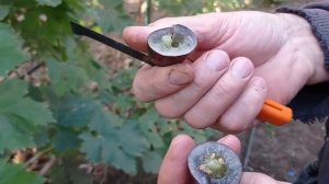 @Виноград Матадор  Крупный виноград, шикарный вкус