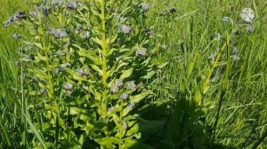 чернокорень лекарственный