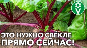 ВСЯ СВЁКЛА БУДЕТ РОВНАЯ, КРУПНАЯ И ХОРОШО СОХРАНИТСЯ!