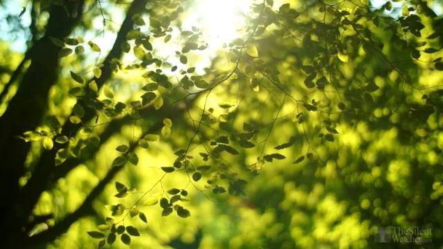 Звуки природы, пение птиц, Звуки Леса, для релаксации, сна