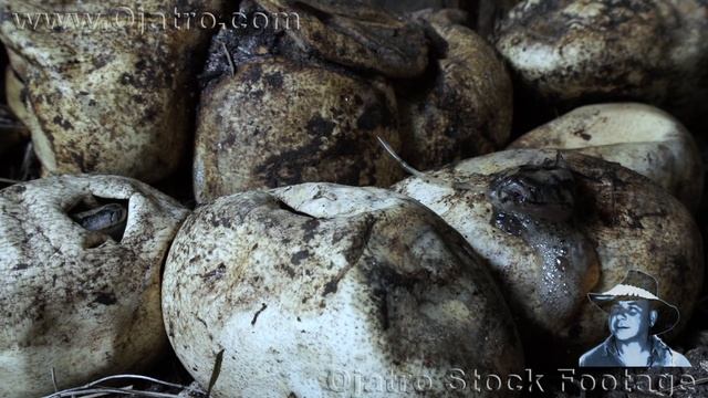 Pythons Hatching 0101 Narration смотреть онлайн